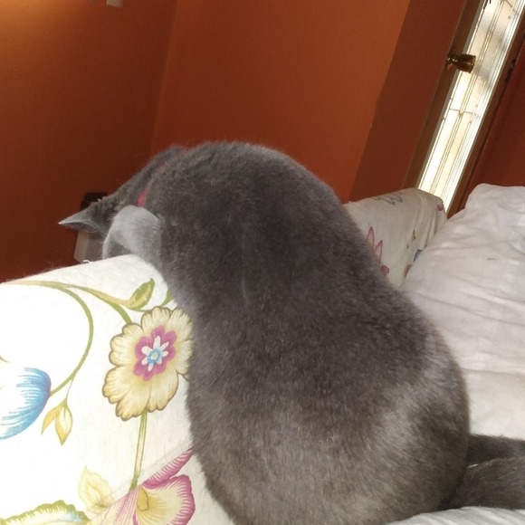 Meet your Posher, Cathy - Picture 5 of 9